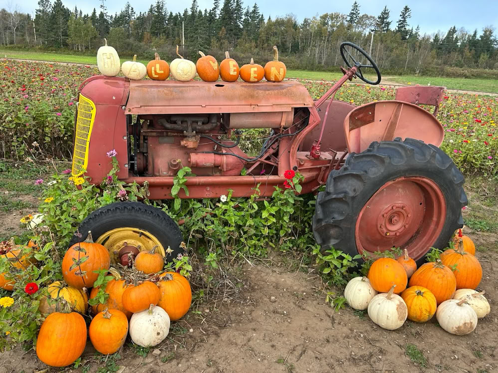 An old red tractor surrounded by orange and white pumpkins in a field.