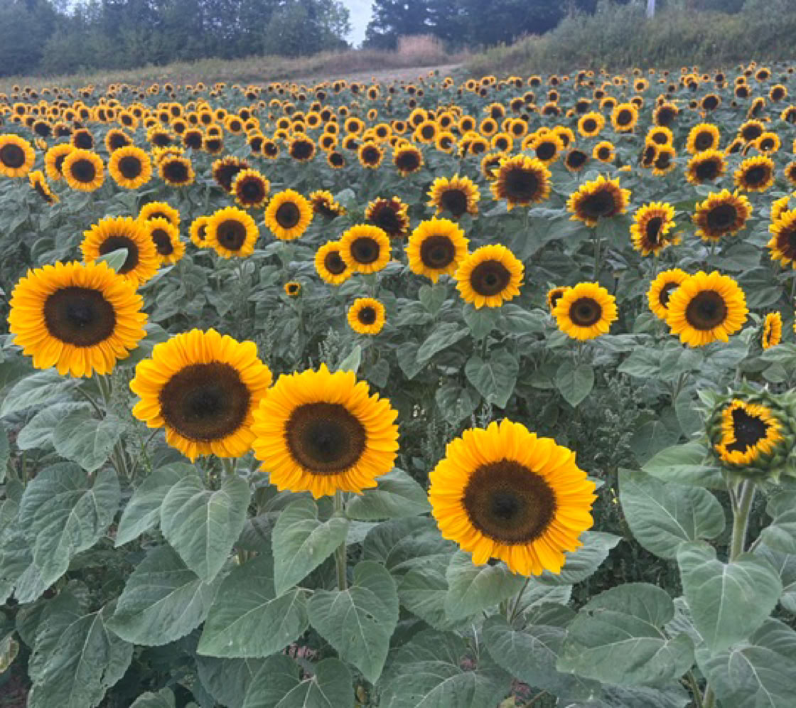 trueman raspberry u-pick