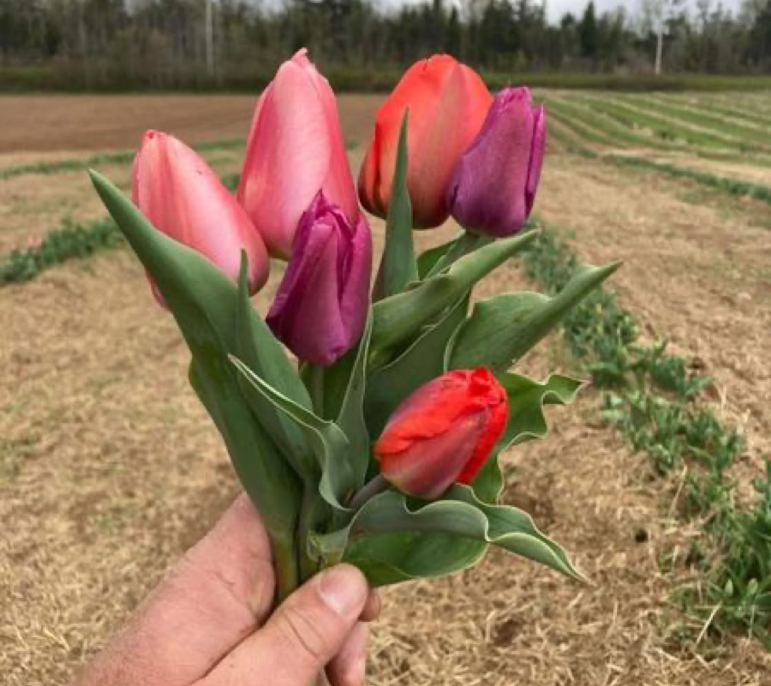 Trueman tulip u-pick