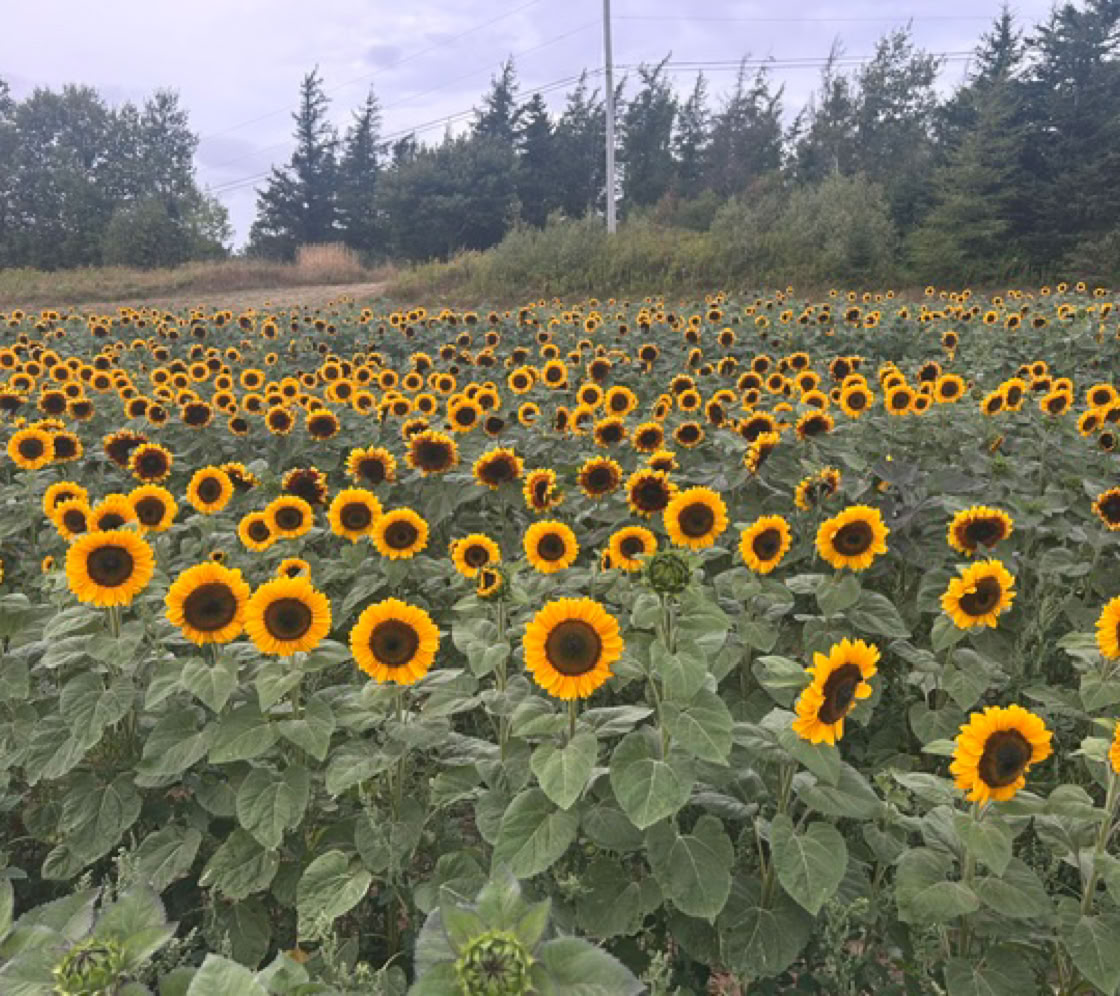 trueman raspberry u-pick