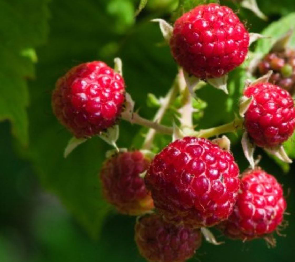 trueman raspberry u-pick