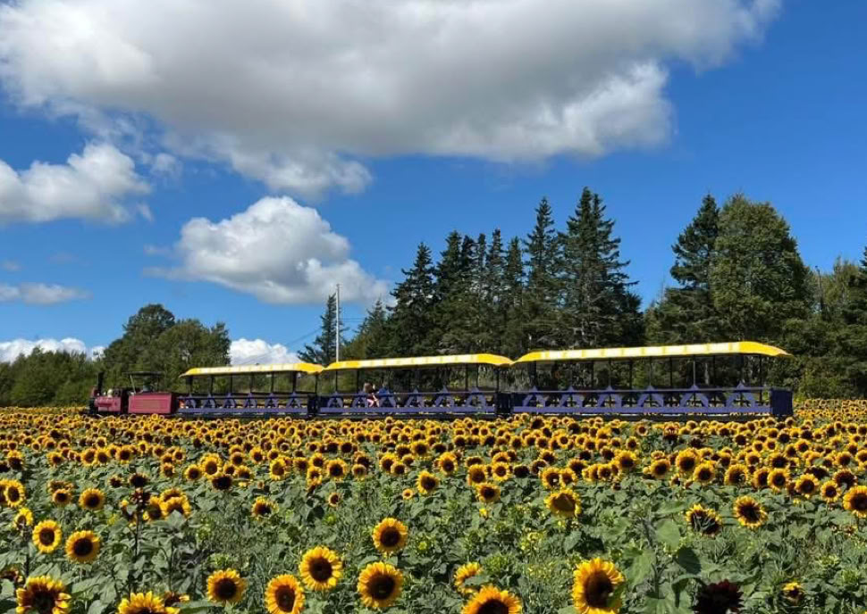 A field of sunflowers with a small train passing through, set against a backdrop of trees and a partly cloudy blue sky.