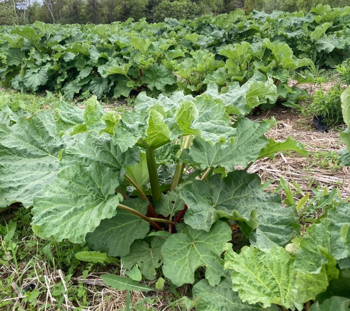 trueman rhubarb u-pick