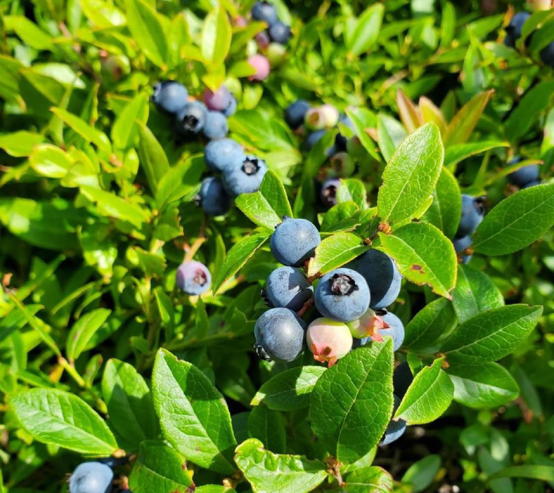 trueman tulip u-pick